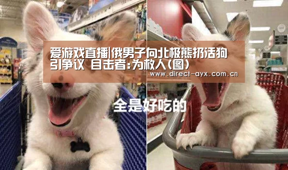 爱游戏直播|俄男子向北极熊扔活狗引争议 目击者:为救人(图)(图1) 爱游戏app
